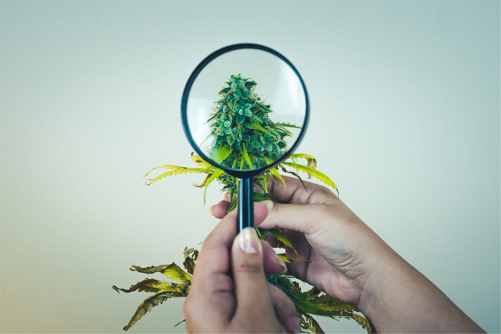 Exploring Rare Cannabinoid