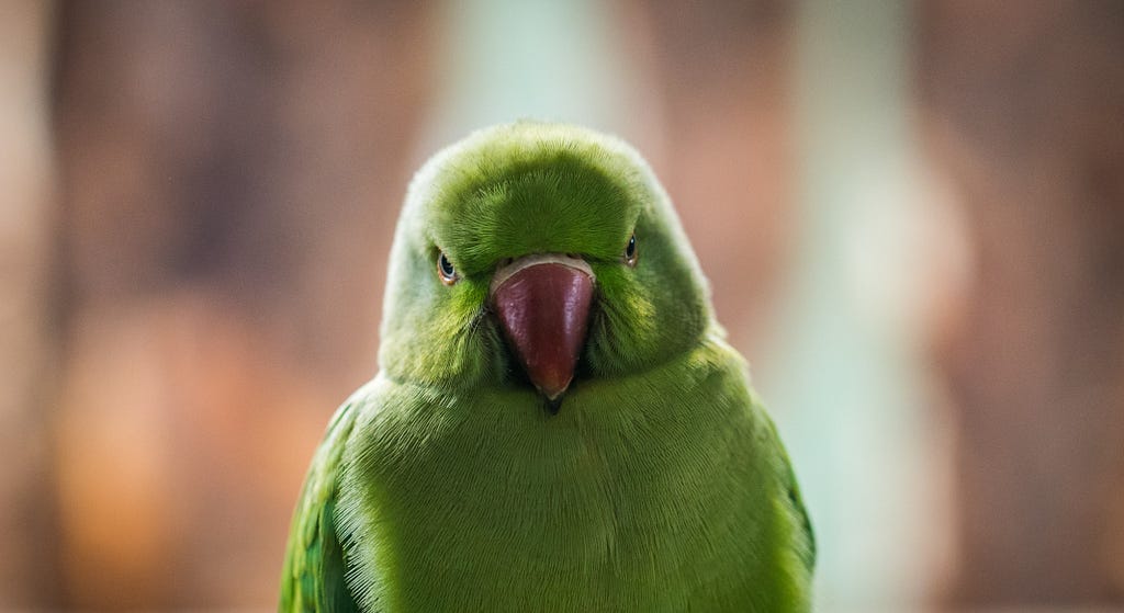 Angry looking parrot staring at camera