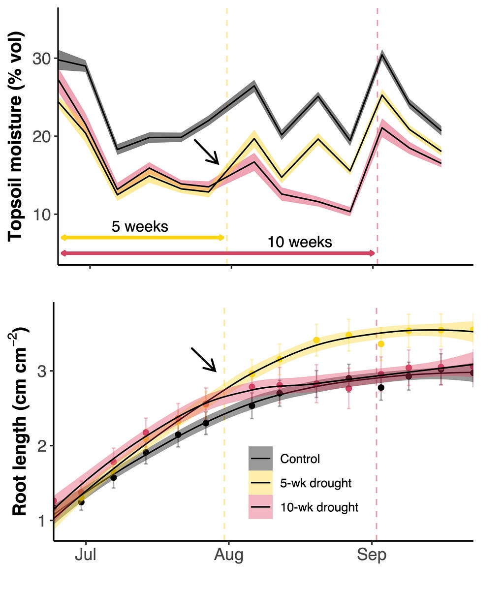 A figure showing data from summer 2020. One line for each treatment: 10-wk drought (red), 5-wk drought (yellow) an controls.