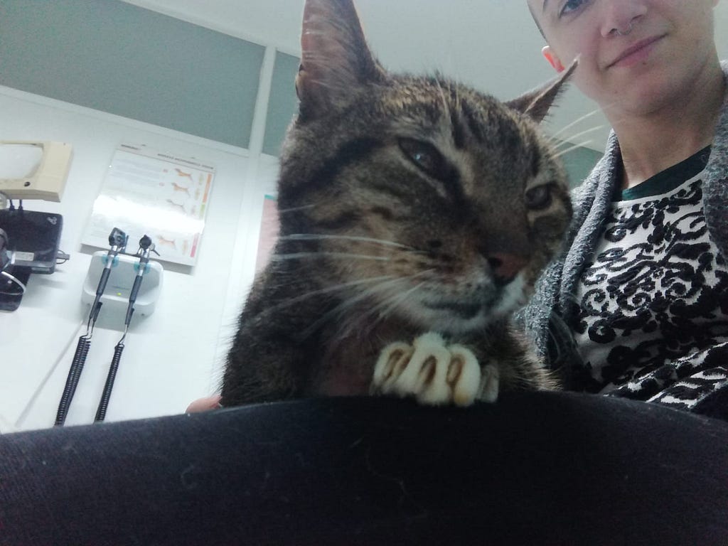 Tabby cat with white paws looking displeased on my lap