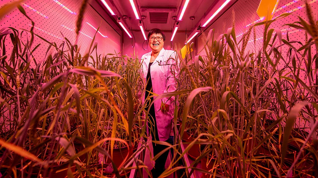 In a lab chamber in Beijing, Gao Caixia grows CRISPR-modified wheat plants that she hopes will have a higher yield | Photo by Stefen Chow