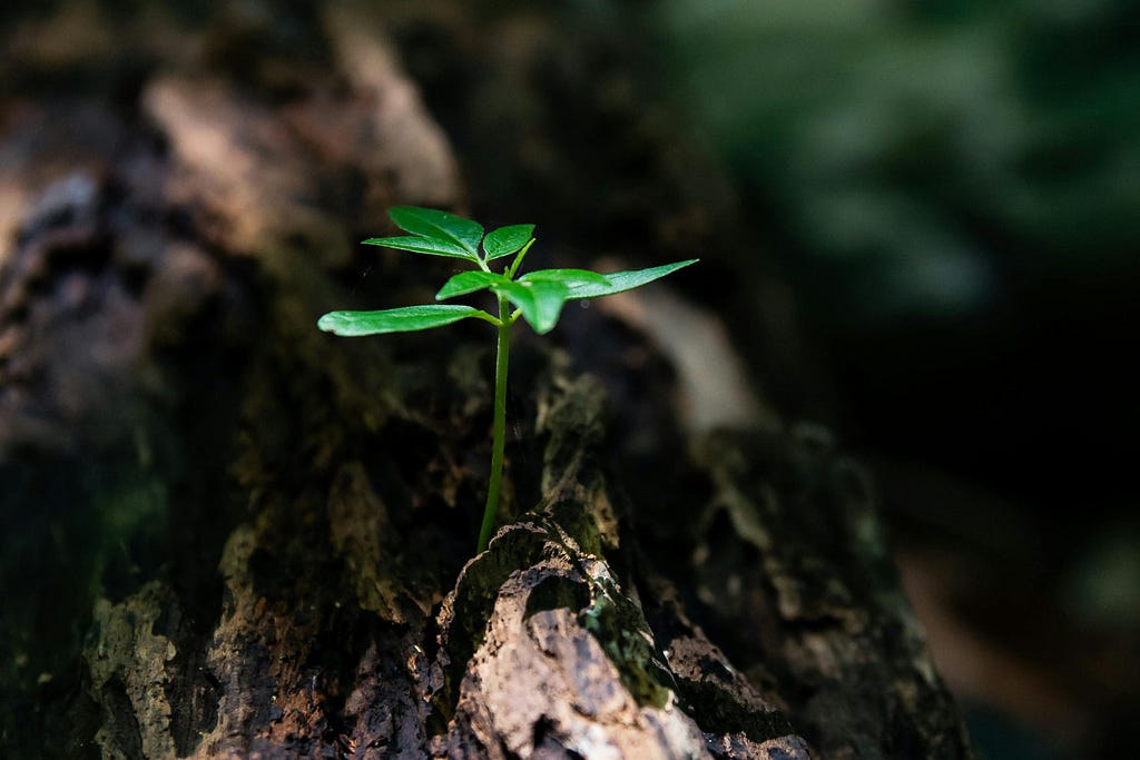 Focus Photo of Green Plant Seedling on Tree Trunk