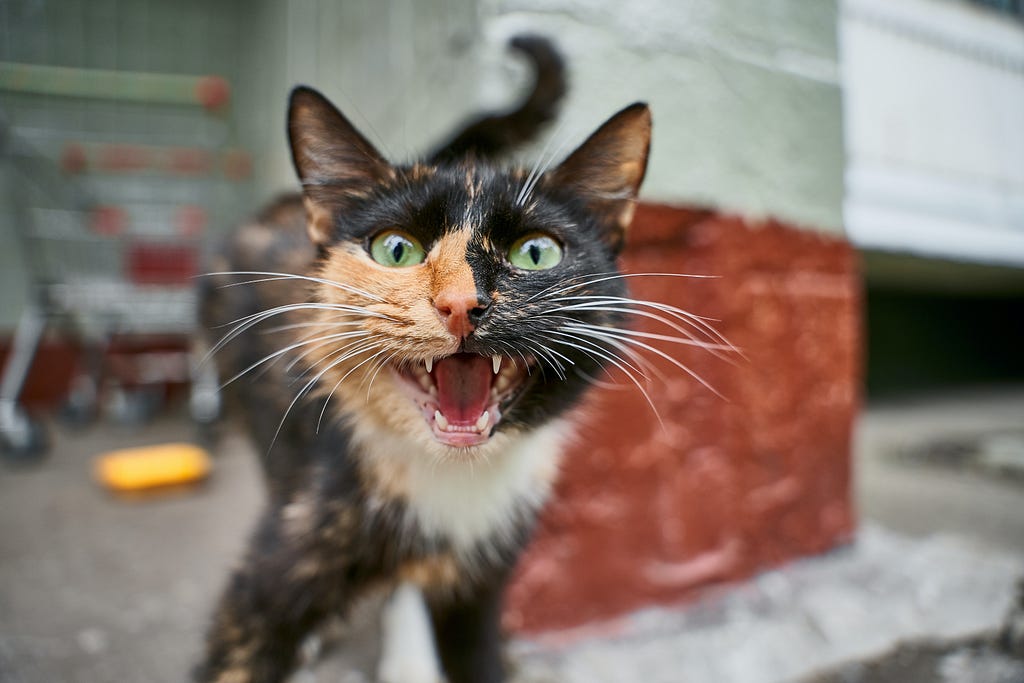 Calico cat giving an open mouthed yowl.