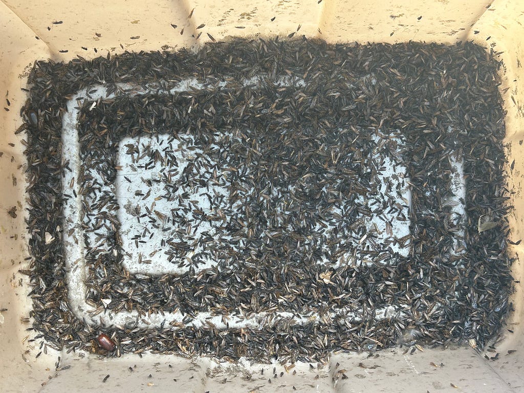 Bucket of beetles, moths and caddisflies ready for a photo shoot
