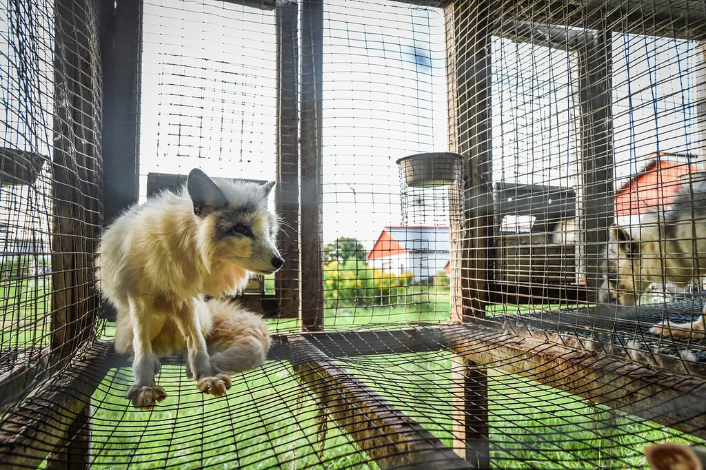 A calico or marble fox sits alone at the back of a barren cage at a fur farm in Quebec. This fox will spend their entire life confined, and typically alone, inside this type of cage. Foxes like this individual are used for breeding or will eventually be killed for their fur. Canada, 2022. We Animals Media