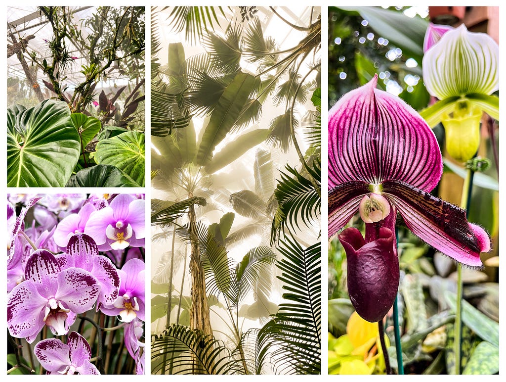 Orchids and tall plants at the Atlanta Botanical Gardens.