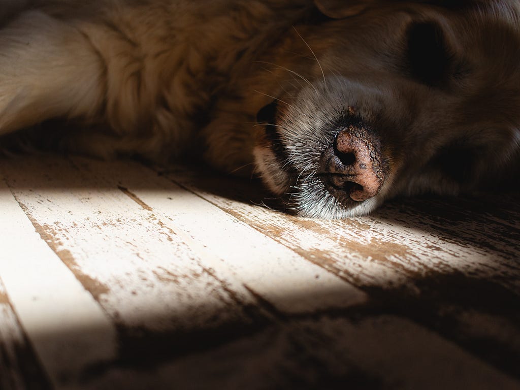 Close up of old golden retriever lying on a wooden floor his face in shadow