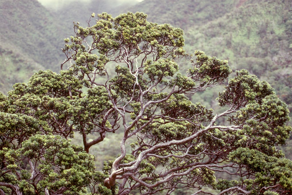 Photo of a large ʻōhiʻa (Metrosideros polymorpha) tree canopy with green leaves and long curvy branches.