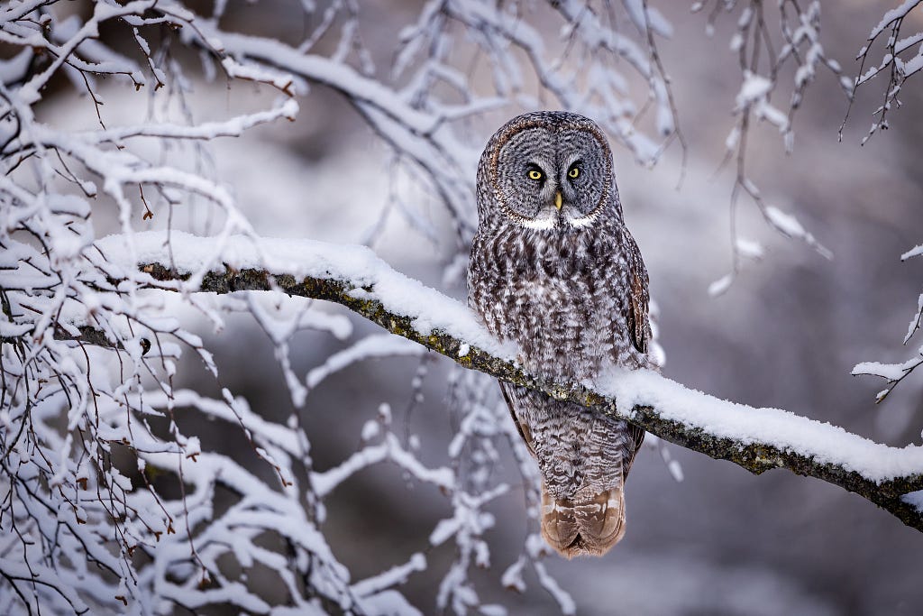 Great gray owl staring out from a perch on a snowy branch.