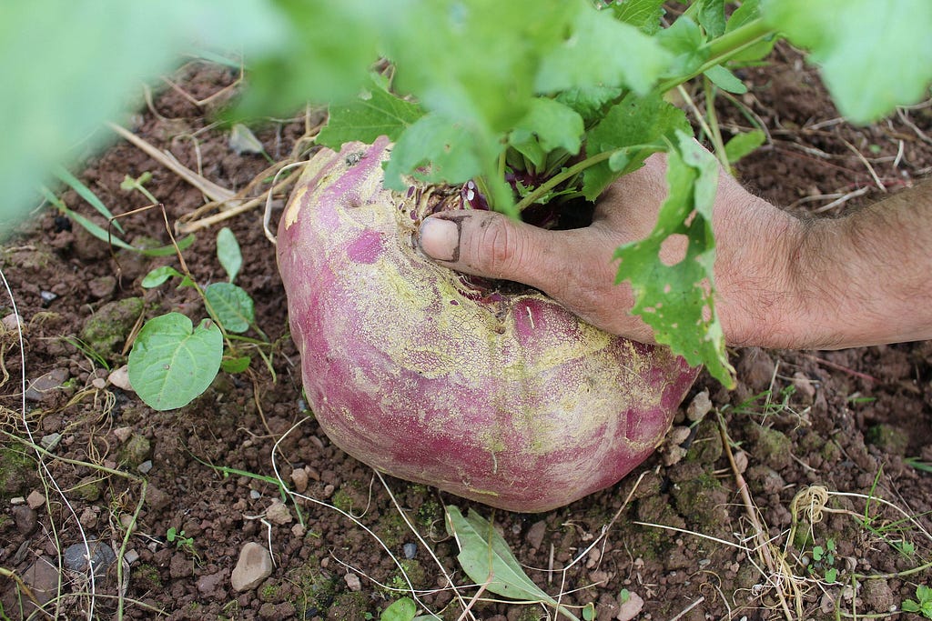 A dirty hand grabbing a turnip to pull it out of the soil.