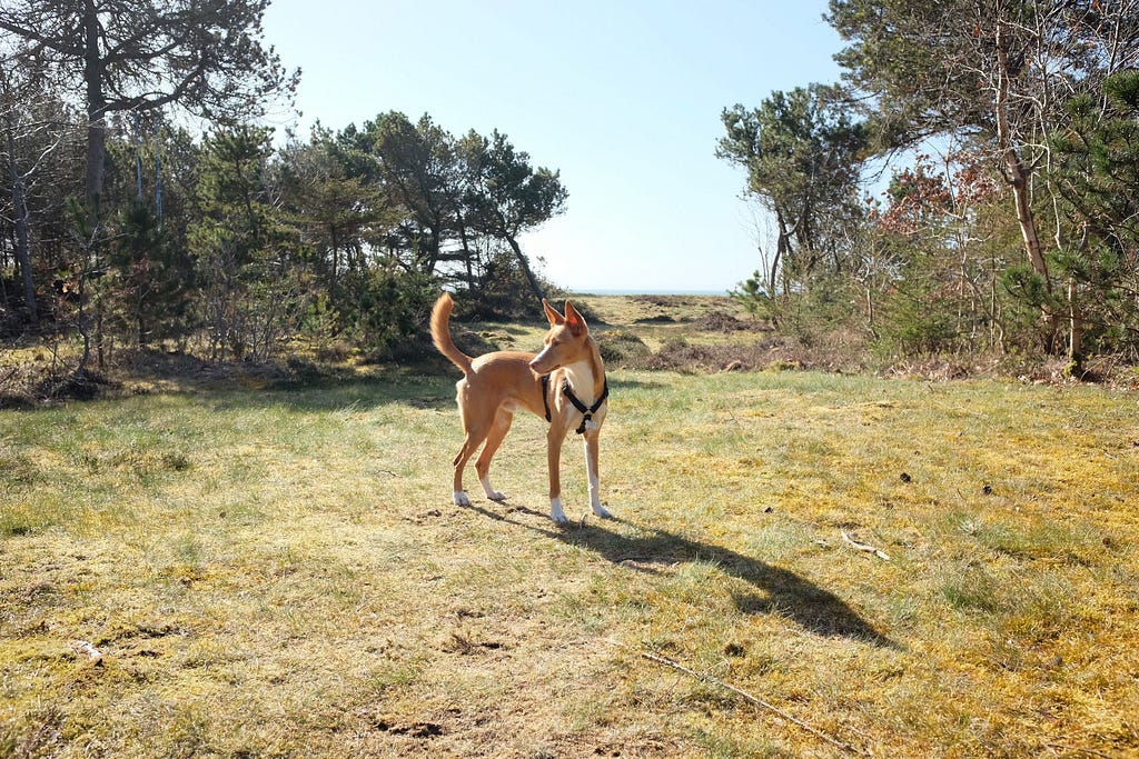 Alert podenco standing in the forest