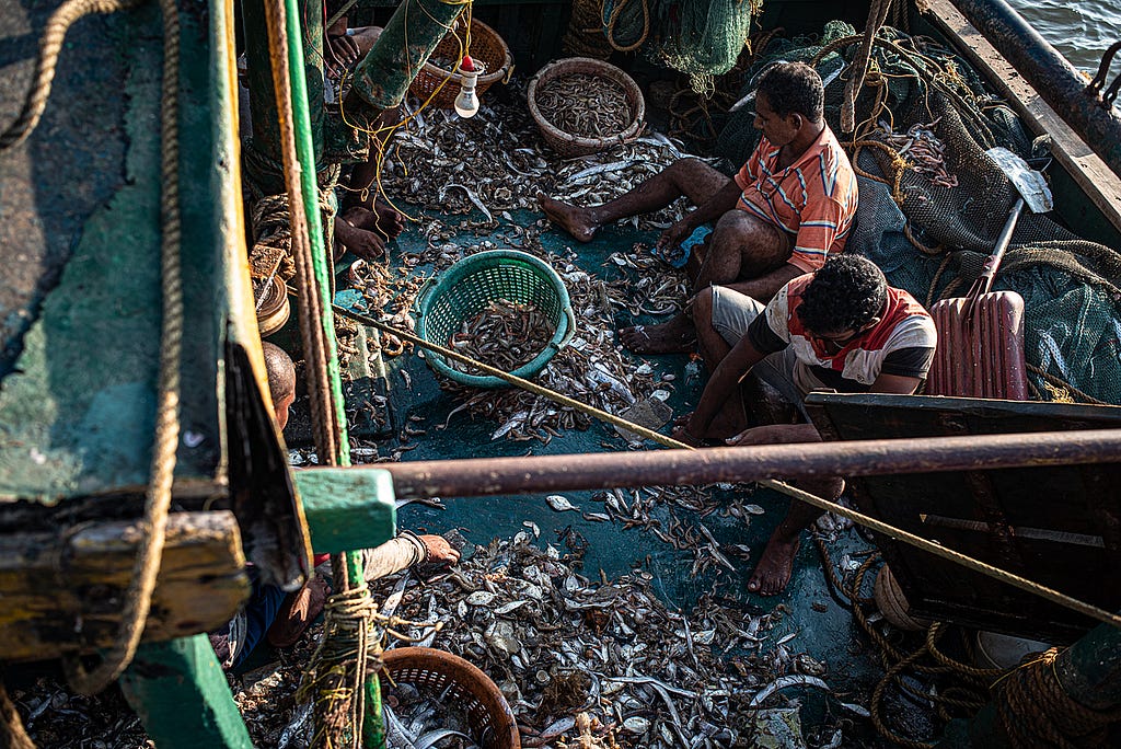 is removed from the boat, the fishermen go through the bycatch and recover catch that they can use. This will be mostly for their personal consumption or to be sold in their neighbourhoods. Kakinada Harbour, Kakinada, Andhra Pradesh, India, 2022. S. Chakrabarti / We Animals Media