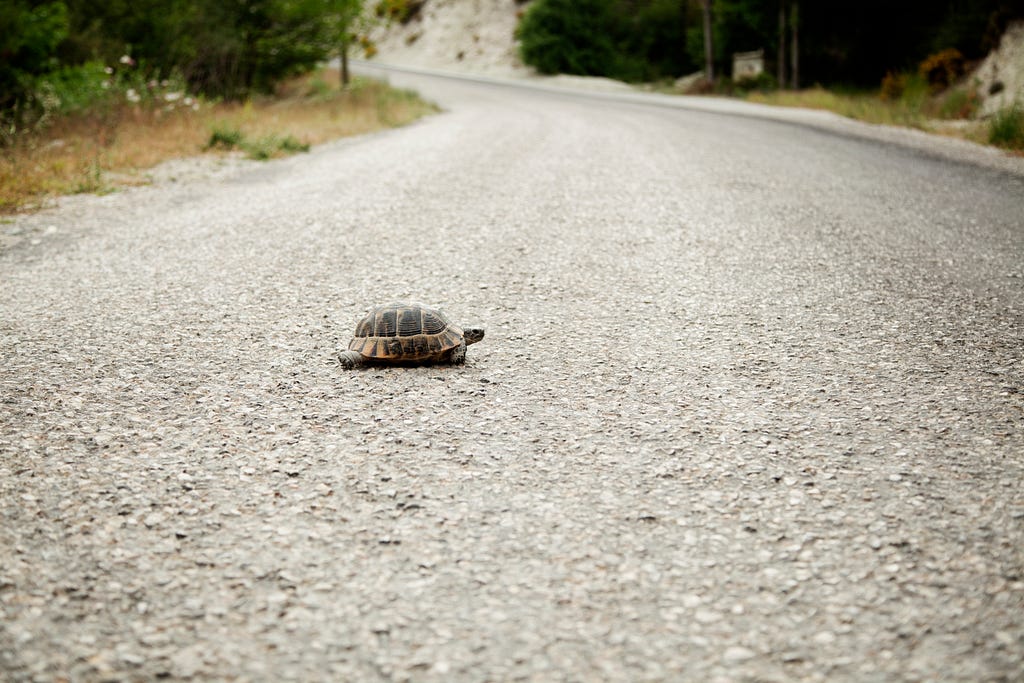 a turtle walking across an empty road