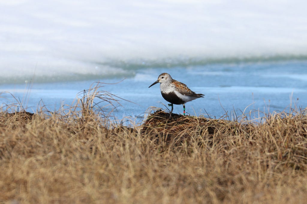 A small birds with a black belly and long downcurved, black bill stands on the grassy edge of a frozen lake. The bird has colorful plastic bands around its leg and a green flag attached to the top right leg.