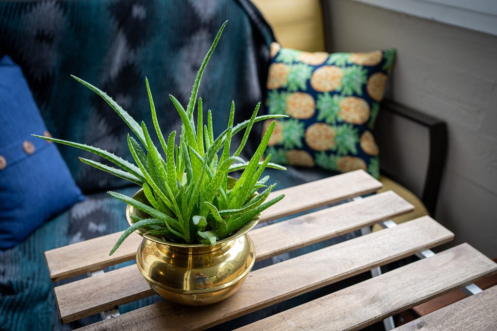 A tiny aloe vera plant on a balcony — Shan Wong Interior Design