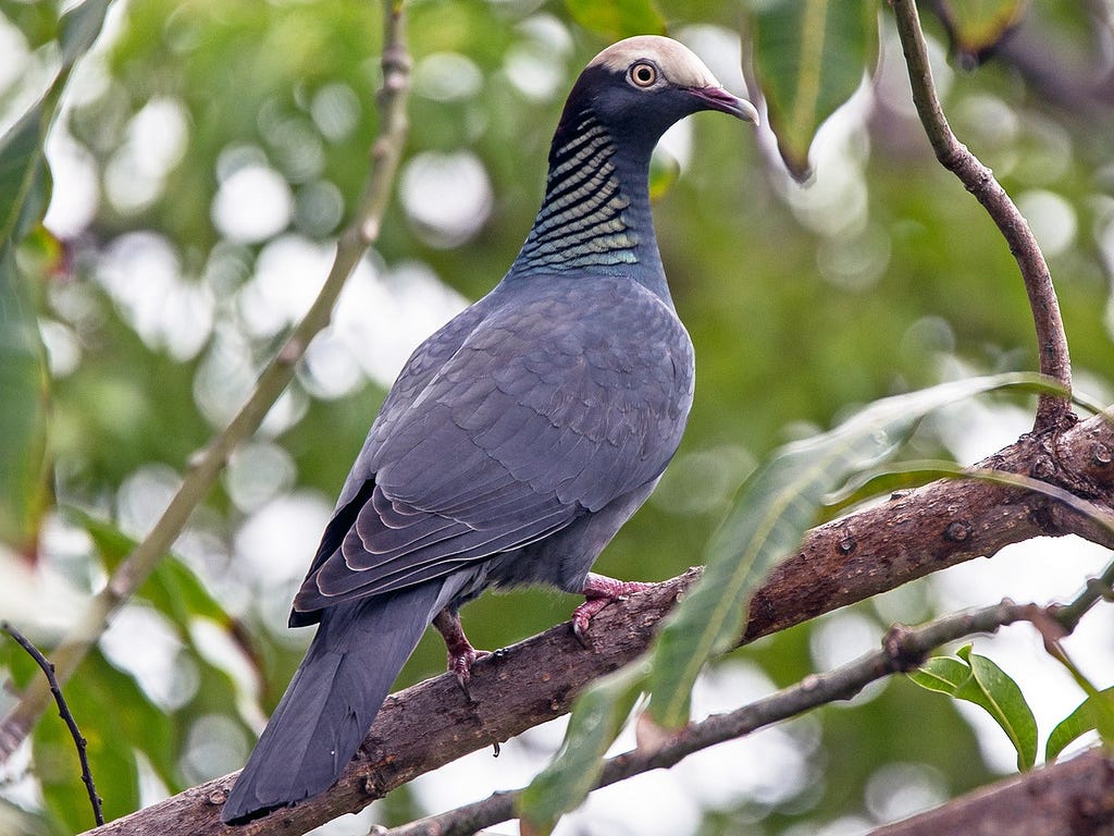 White-crowned pigeon (Patagioenas leucocephala) perching.