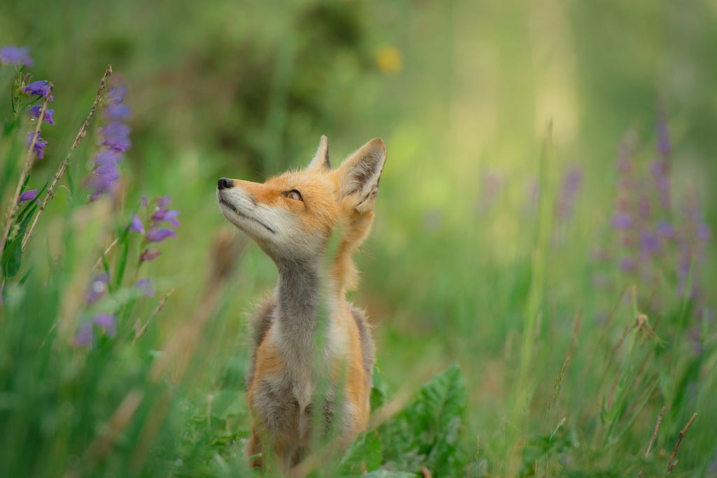 A fox sitting amongst some flowers and tall grass.