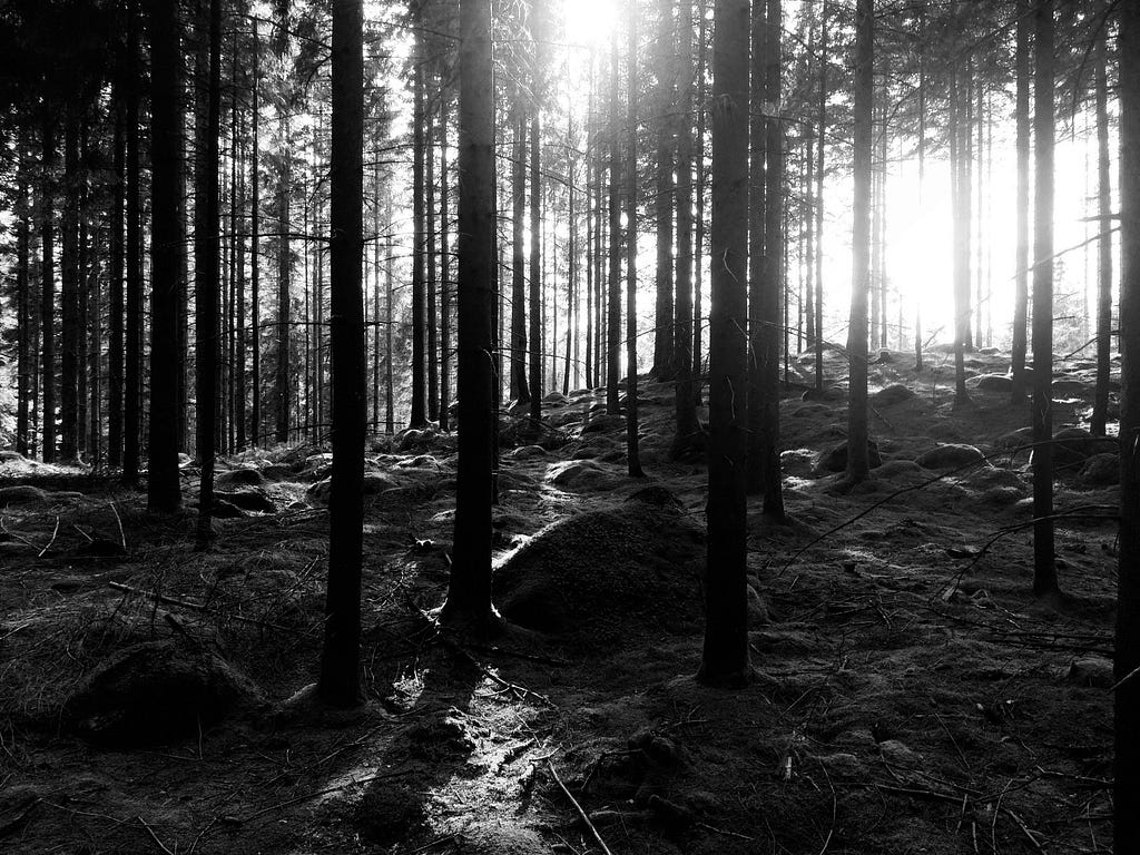 Sun shining through a dense pine forest