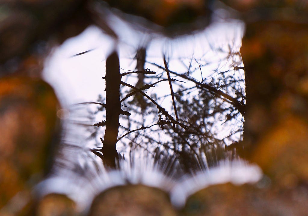 Photo of a reflection of trees in a pool of water on a trail, naturally framed by stones
