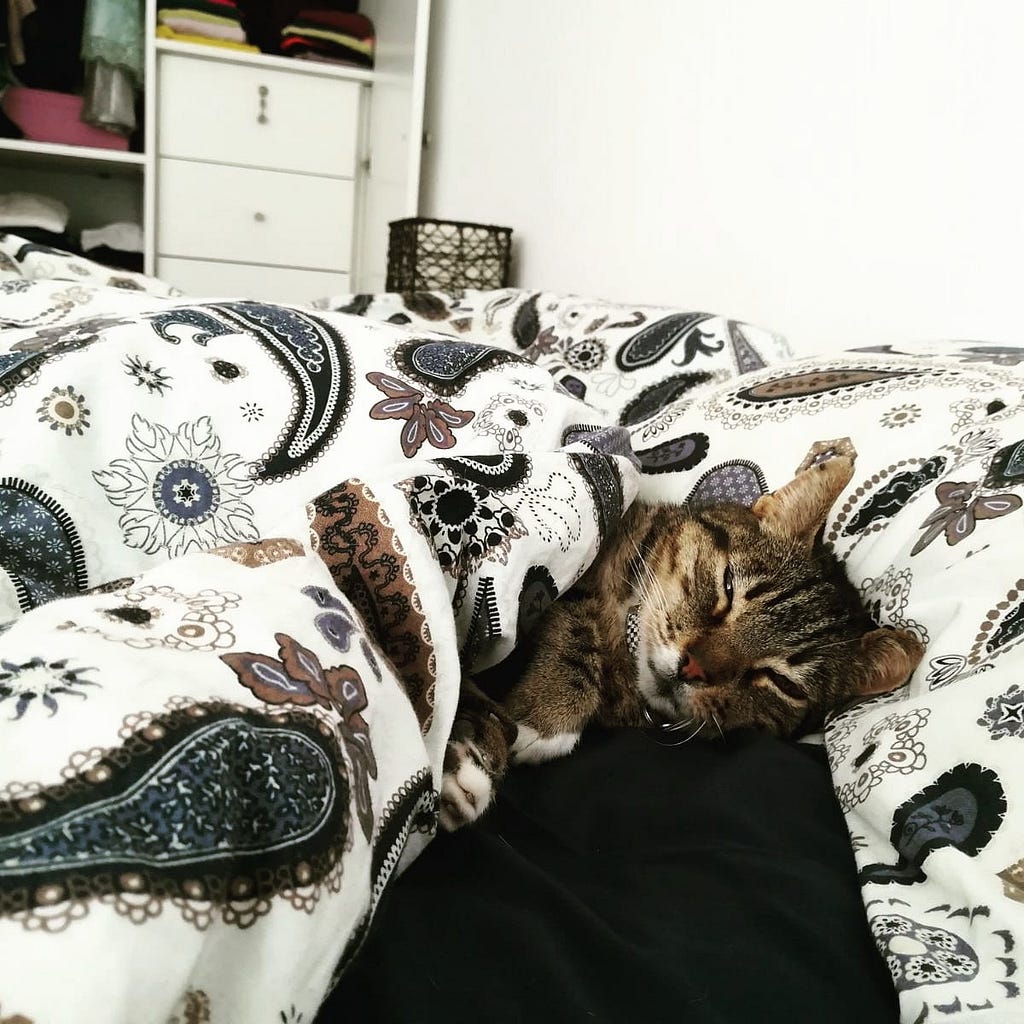 A tabby cat in bed with her head on the pillow and the duvet covering her up to the shoulders
