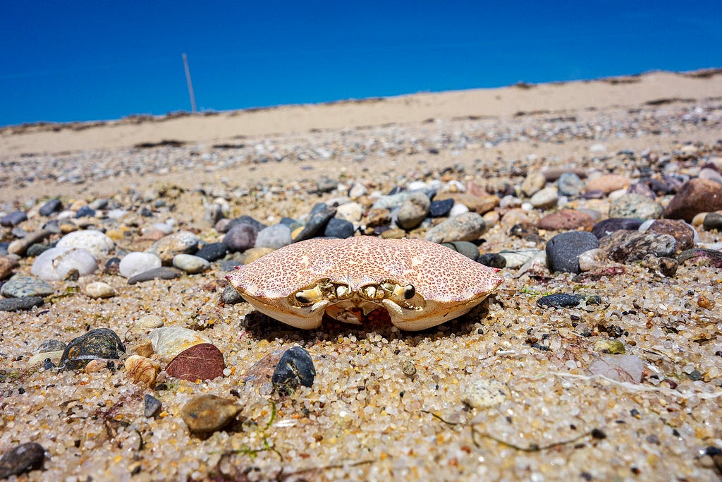 the remains of a crab body on a sandy beach