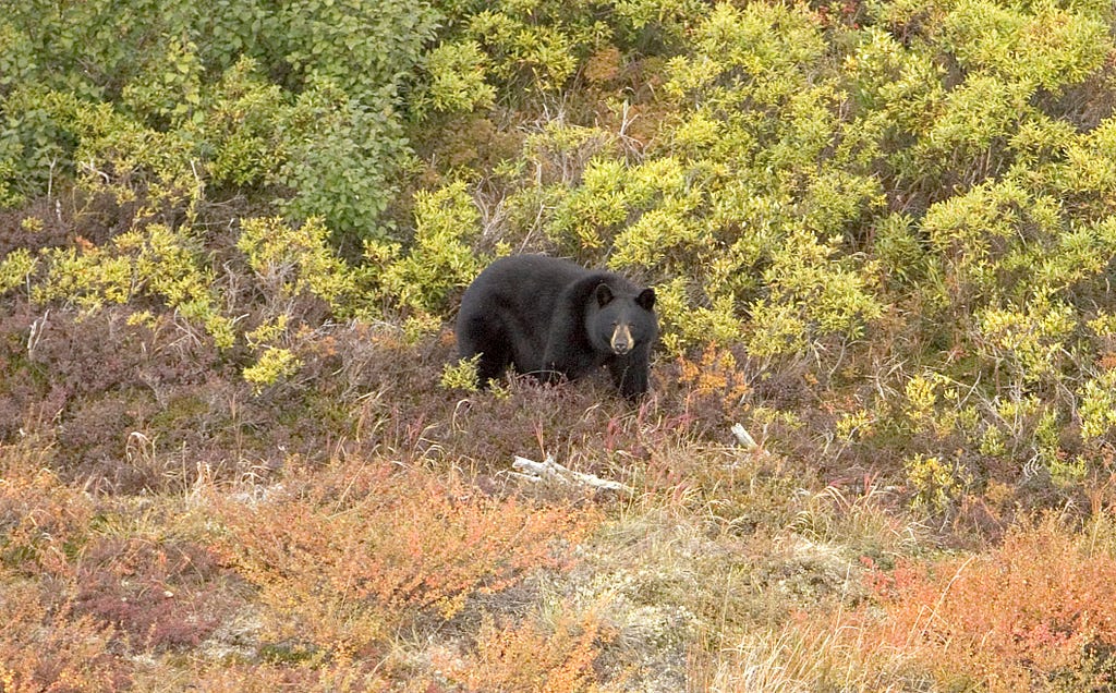 a black bear in the bushes