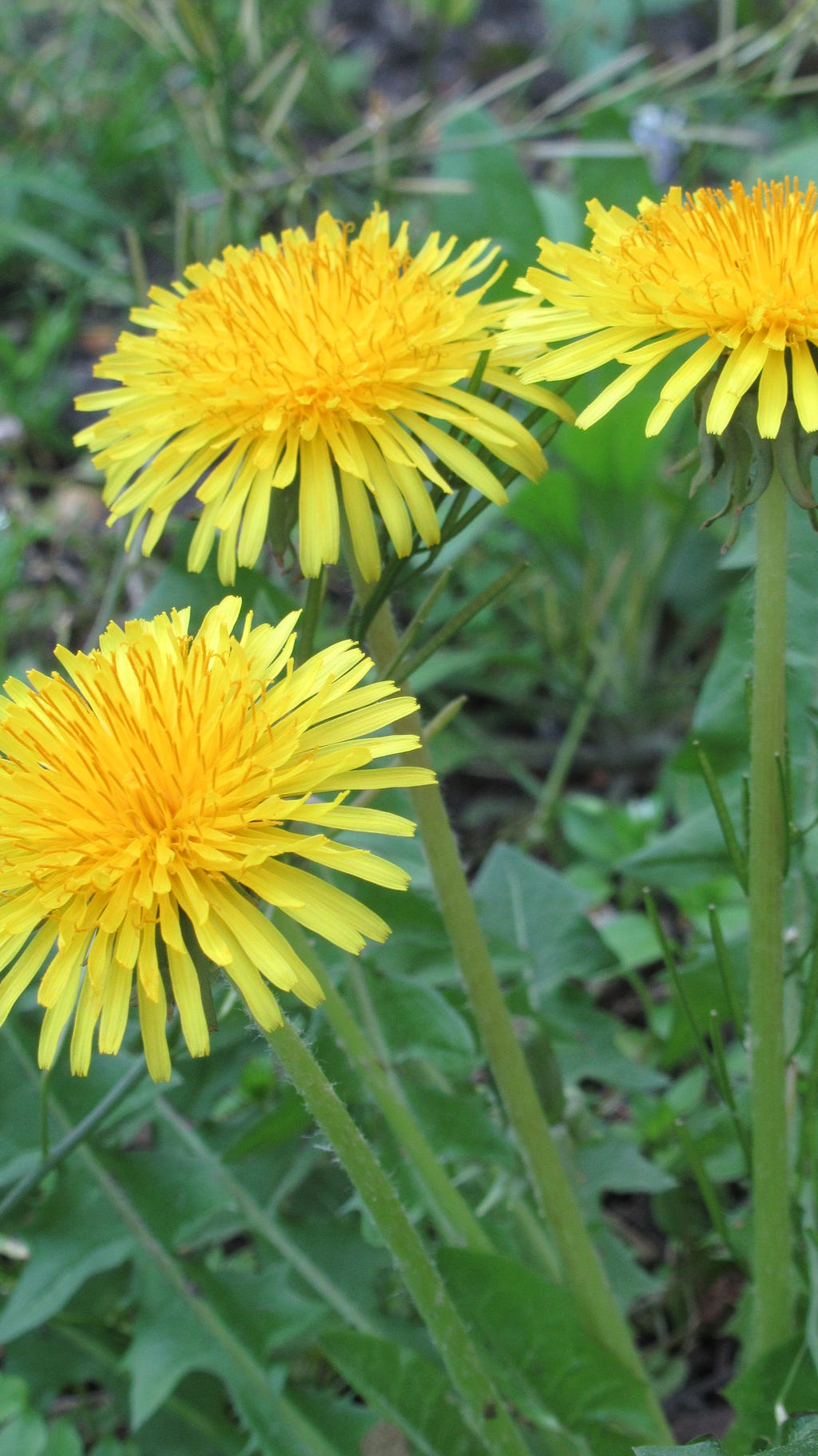 Close up of 3 dandelions from ground level.