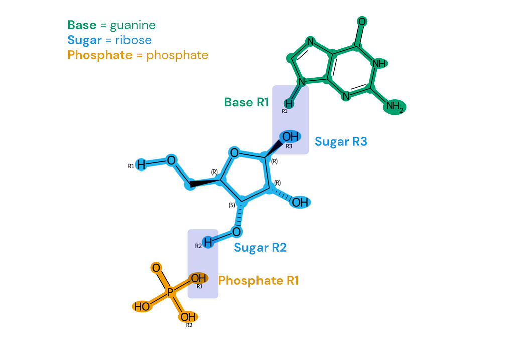 Chemical structures of the base guanine, sugar ribose, and phosphate phosphate, with R-groups labeled. There is a highlighted box around the base’s R1 [H] and the sugar’s R3 [OH]. There is another box around the sugar’s R2 [H] and the phosphate’s R1 [OH].