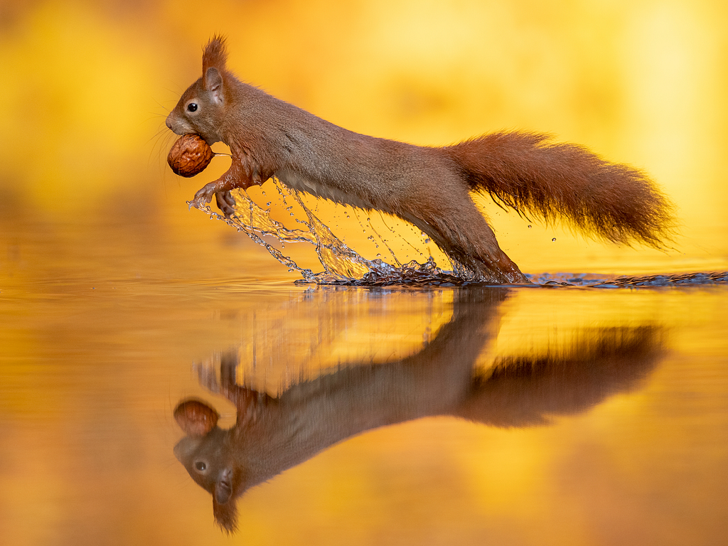 Red Squirrel rising out of the water carrying a nut in its mouth