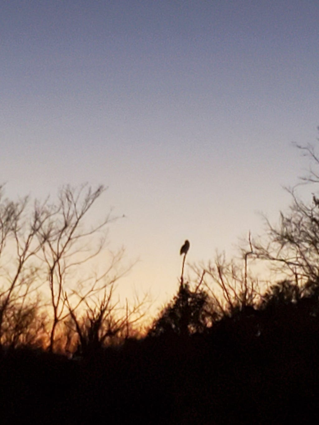 The black outline of a Great Horned Owl perched on a tall branch in a wooded area at dusk.