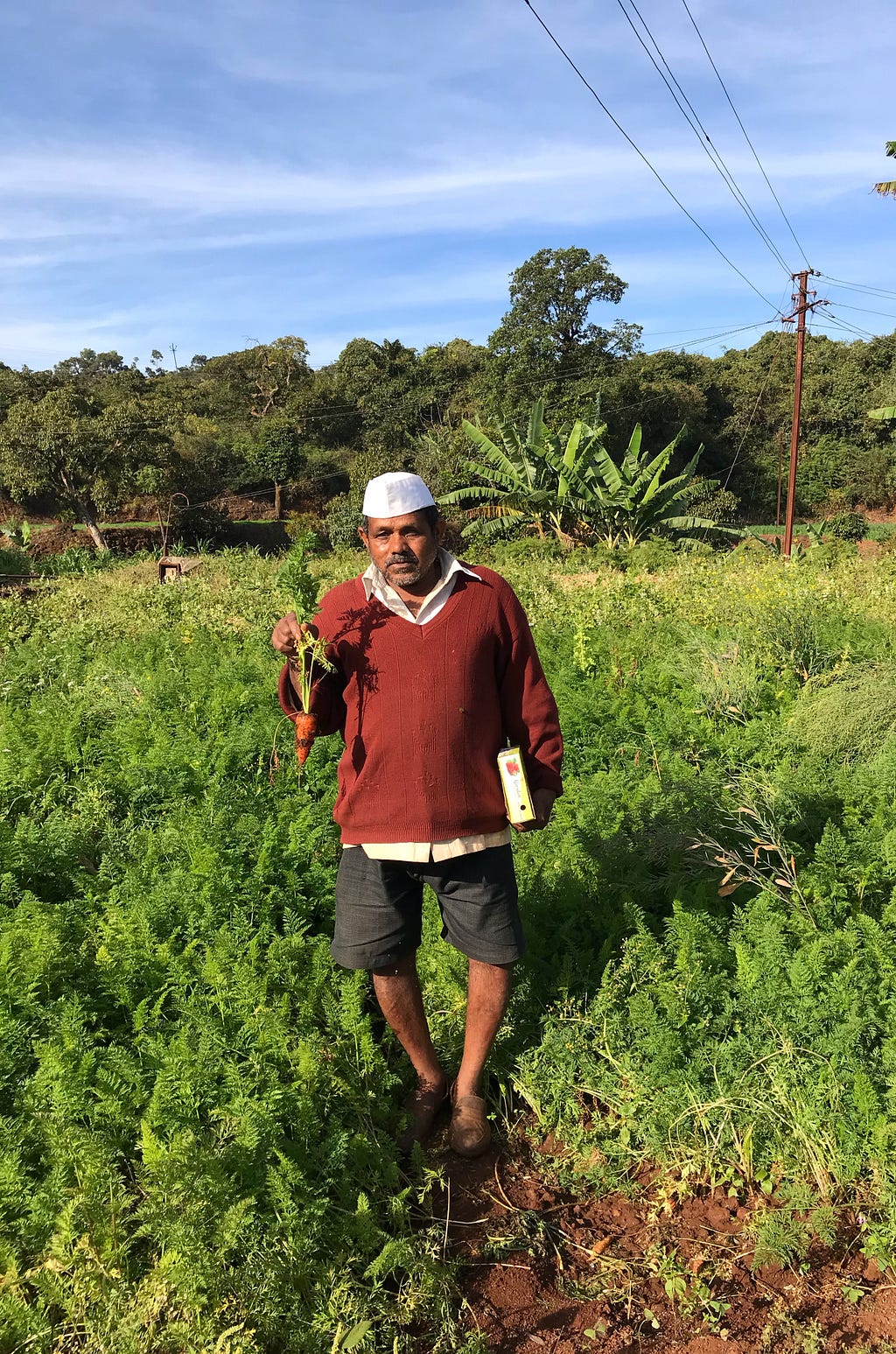 Carrot field; the farmer pulled out a carrot from the ground