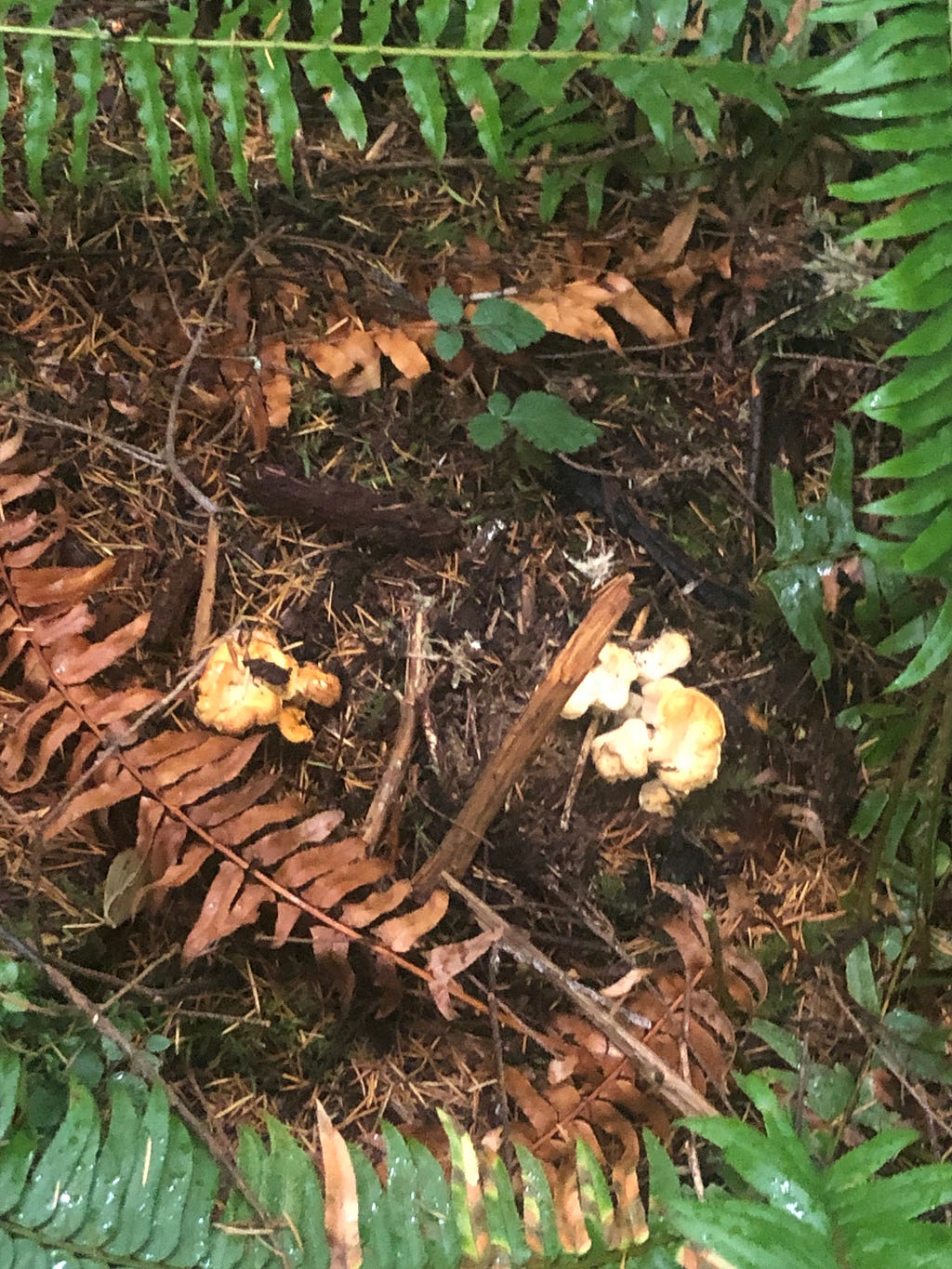 Forest floor with some branches, ferns, and chanterelle mushrooms.