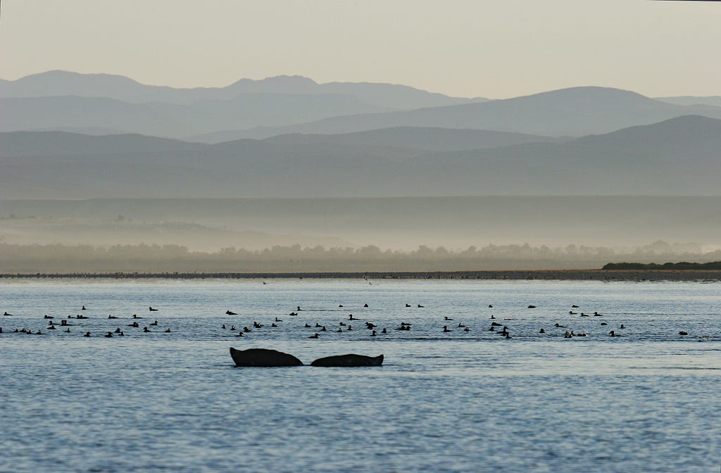 a whale tale disappears below the surface with birds and mountains in the background.