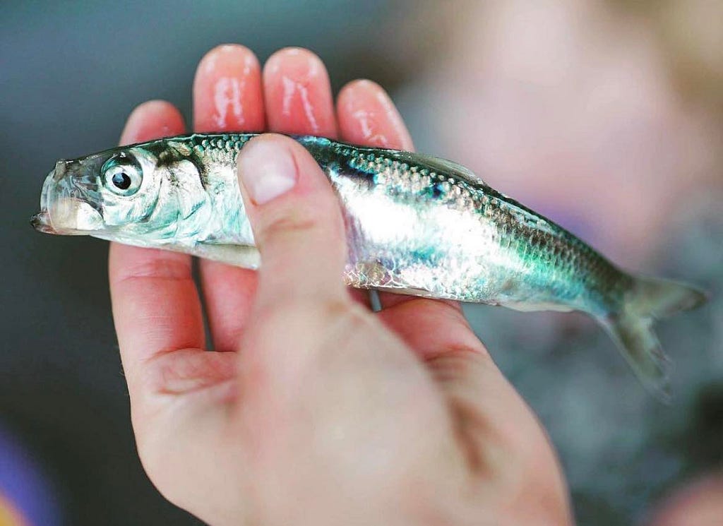 a shiny fish held in someone’s hand