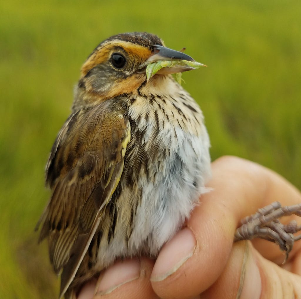 a bird eats an insect while being held by a biologist