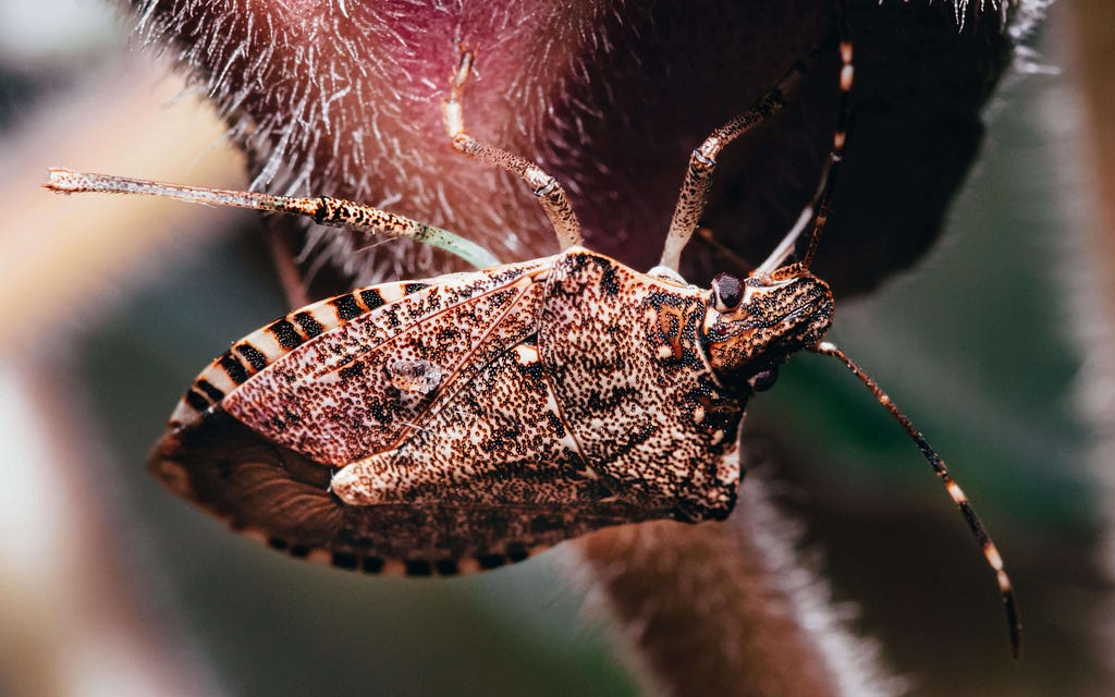Brown marmorated stink bug on plant