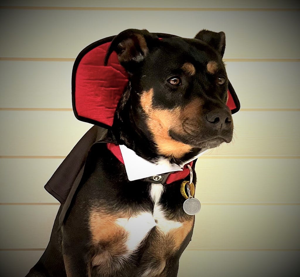 Rotto is a black and tan dog wearing a Dracula cape