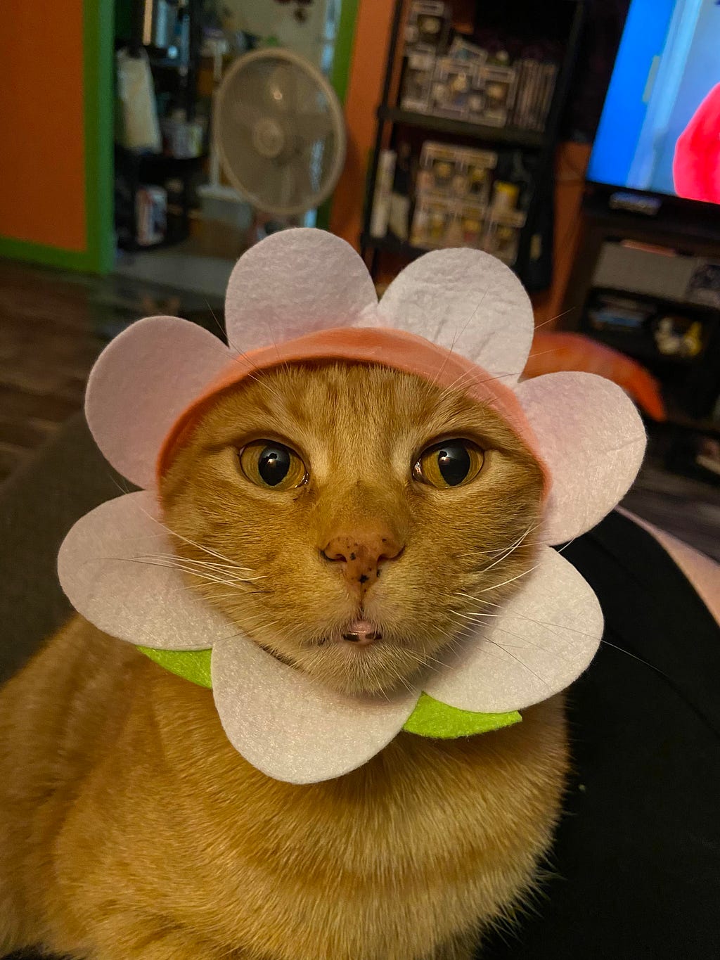 Grandkitty orange tabby Bouy wearing a crown of handmade flowers