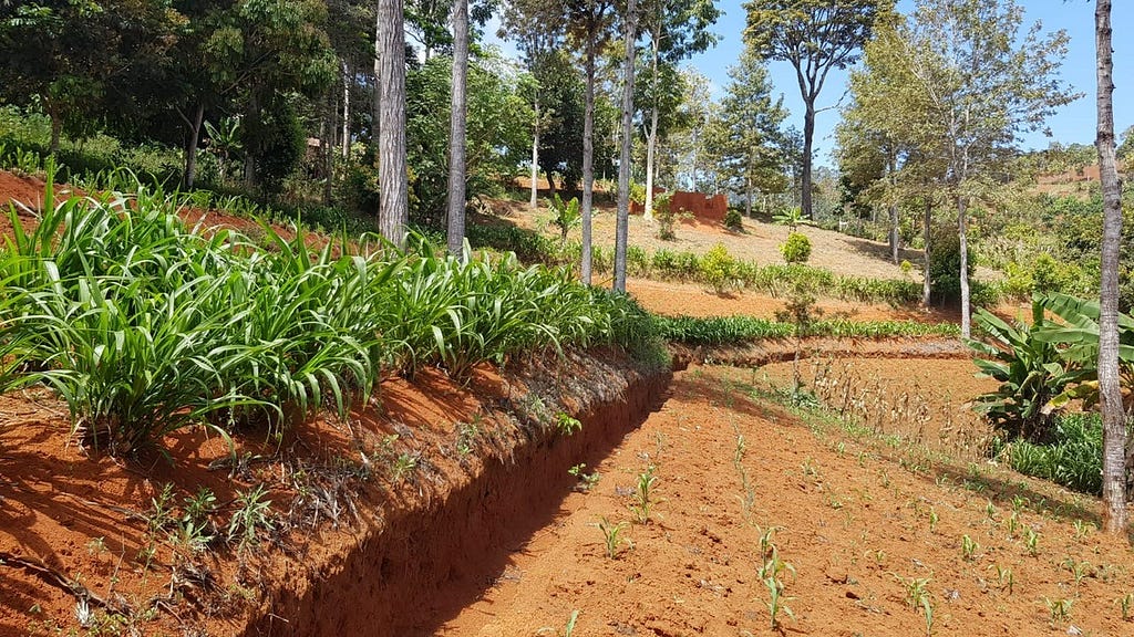 Soil & Water Conservation measures, including Fanya juu terraces and grass strips in East Usambara, Tanzania.