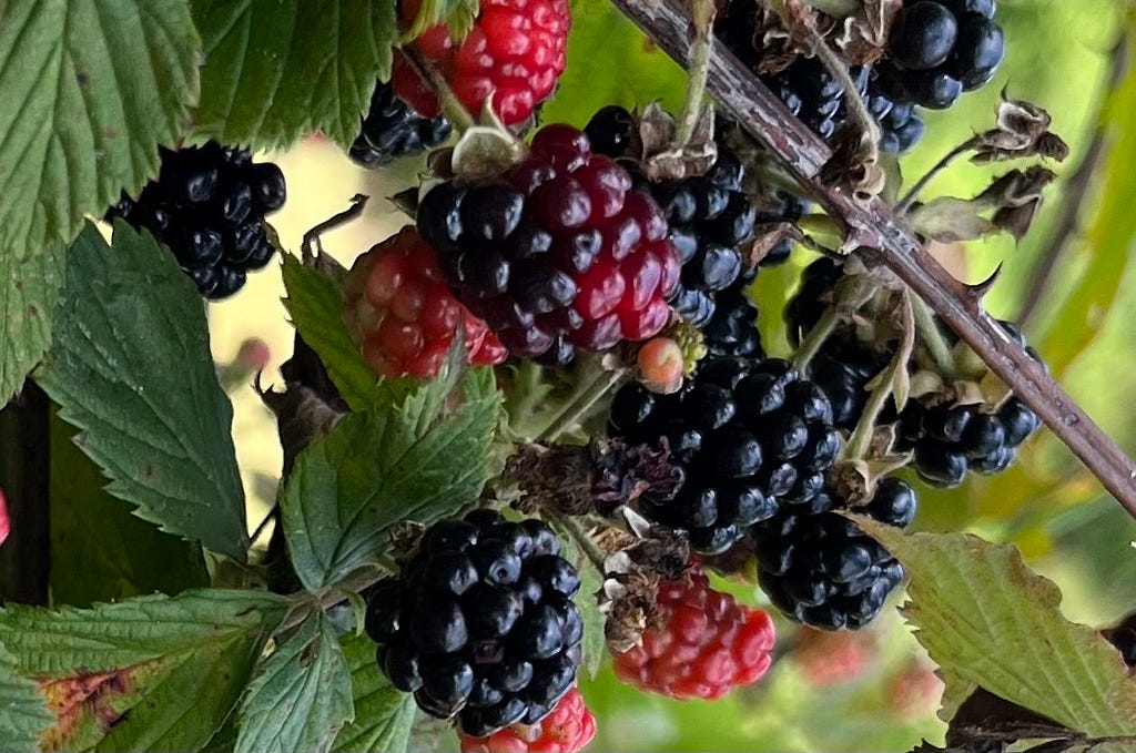 Blackberries on thorny branches