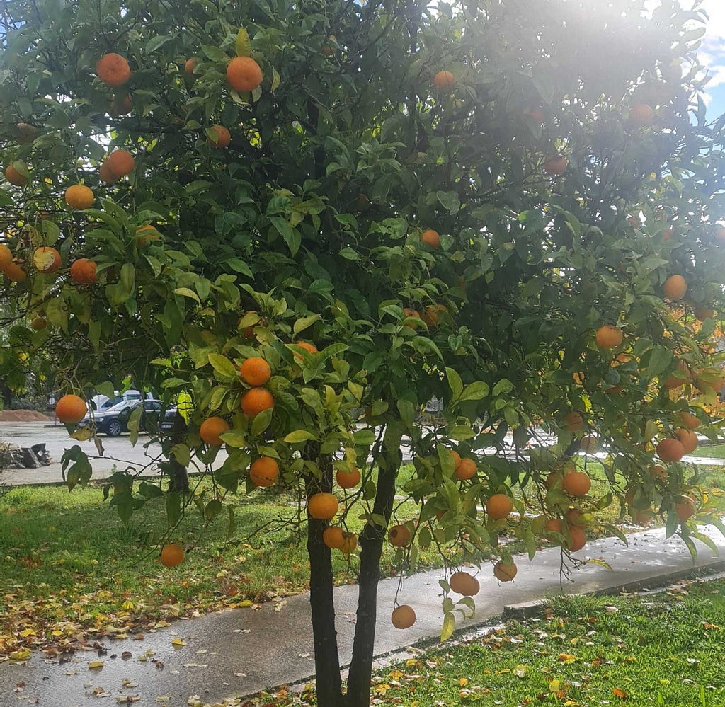 A tangerine tree from one of the garden. Photo taken by me