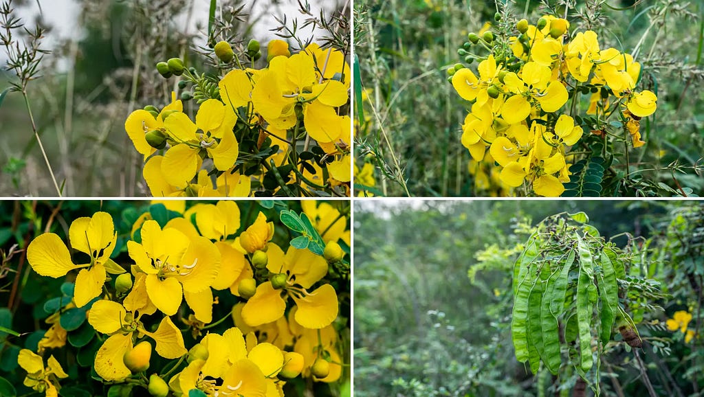 Tanner’s Cassia images at NaturePicStock by PrivinSathy