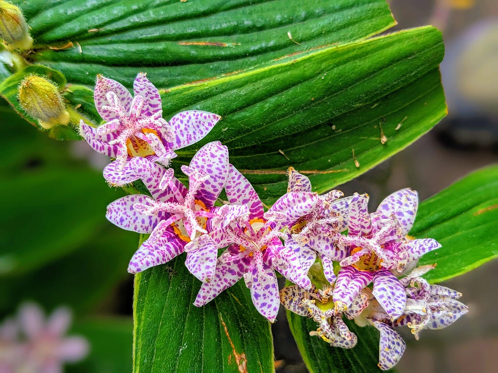 Tropical green leaves fill the background. In the center starts a set of 5 or more flowers with strong structures making their petals and colored pink, purple and white with distinct spots.