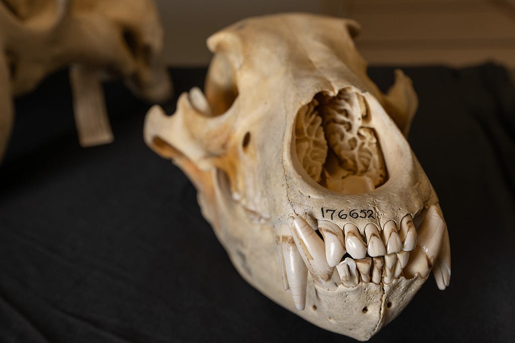 A picture of a grizzly skull.