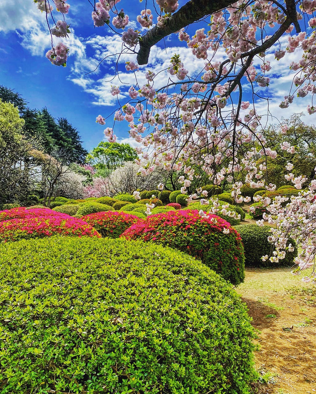 Shinjuku Gyoen, Tokyo: Springtime Sakura. Photo by Author