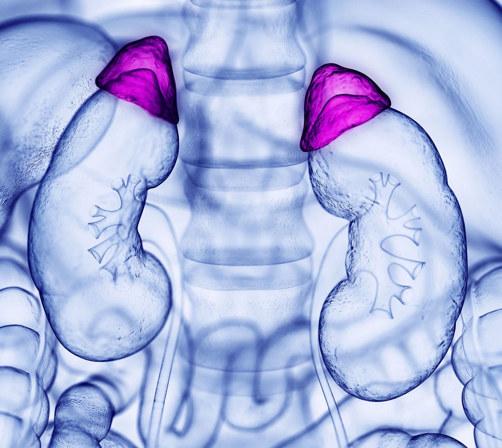 Adrenal Glands: Functions and Related Disorders