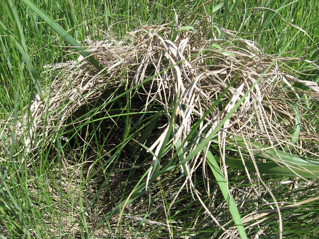 Large domed nest of mixed marsh grasses