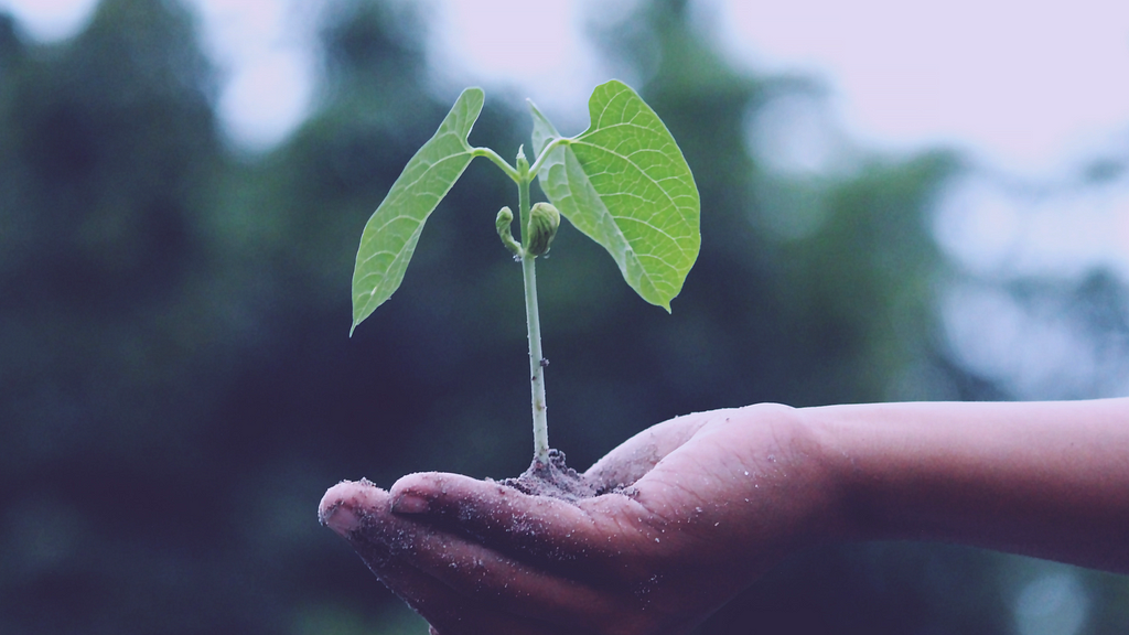 A hand holding up a young plant along with some soil.