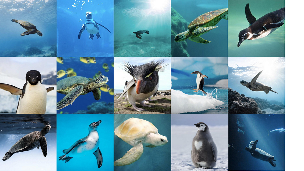 A grid of images from the penguins+turtles dataset hosted on Kaggle. 5x3 grid of images of penguins and turtles swimming under water, jumping in the air, standing on land in the snow and on the beach.