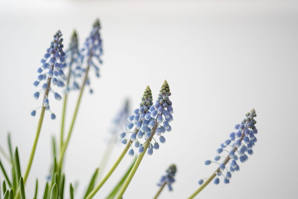 Plants with blue flowers against a white background